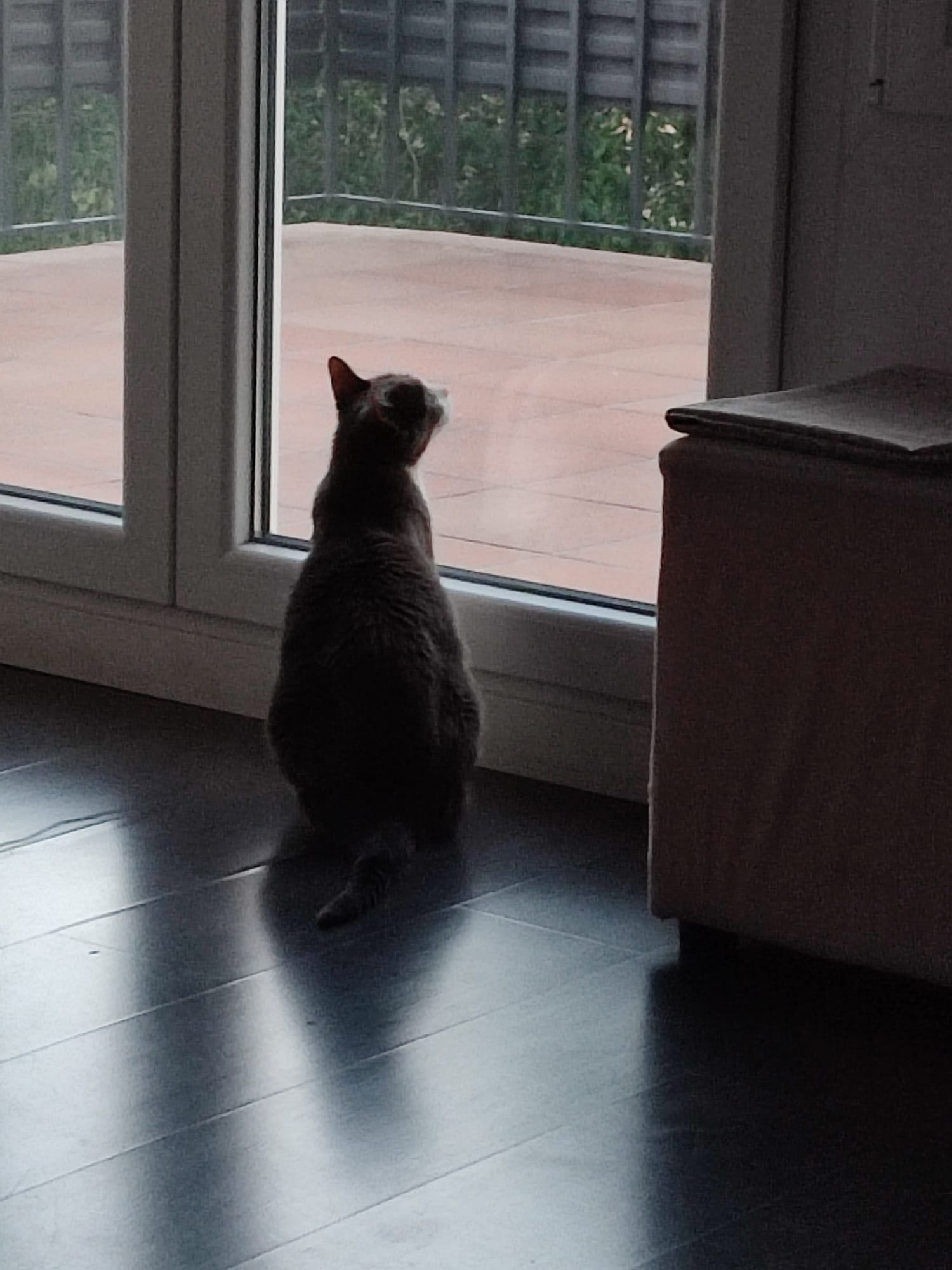 Gato huésped en Piedra Libre