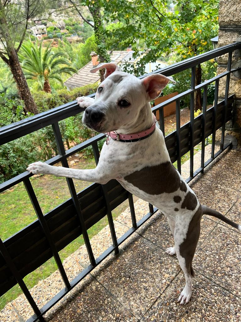 Perro huésped en Piedra Libre
